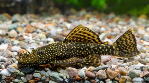 antennenfisch|Antennenwels Haltung im Aquarium, Temperatur und。